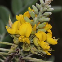 Sophora tomentosa L.